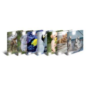 19321 Sammelmappe Glossy Tiere - A4, PP, sortiert