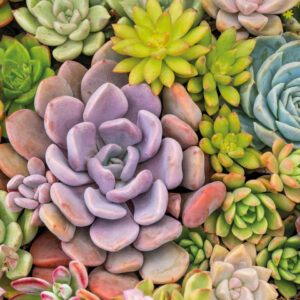 Motivserviette, Sukkulenten, 33 x 33 cm, 3-lagig, 20 Stück